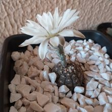 Photo of a cactus currently being identified