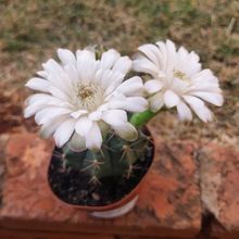 Photo of a cactus currently being identified