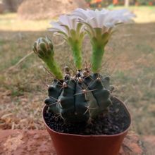 Photo of a cactus currently being identified