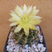 Foto de un cactus que se está identificando actualmente