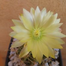 Foto de un cactus que se está identificando actualmente