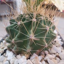 Foto de un cactus que se está identificando actualmente
