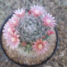 Foto de un cactus que se está identificando actualmente