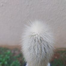 Foto de un cactus que se está identificando actualmente