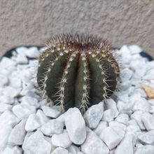 Foto de un cactus que se está identificando actualmente