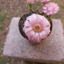 Foto de un cactus que se está identificando actualmente