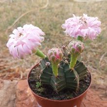 Foto de un cactus que se está identificando actualmente