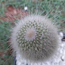 Foto de un cactus que se está identificando actualmente