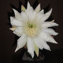 Foto de un cactus que se está identificando actualmente