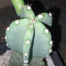 Foto de un cactus que se está identificando actualmente