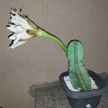 Foto de un cactus que se está identificando actualmente