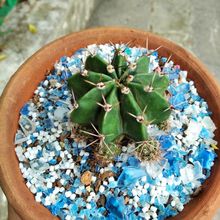 A photo of Echinopsis oxygona