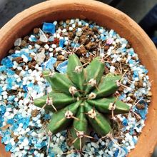 A photo of Echinopsis oxygona