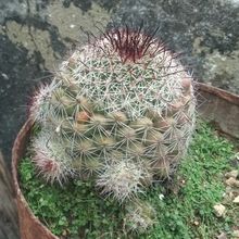 Foto de un cactus que se está identificando actualmente