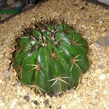 A photo of Melocactus curvispinus