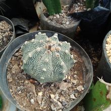 A photo of Astrophytum asterias x Astrophytum capricorne AS-CAP (Hibrido)