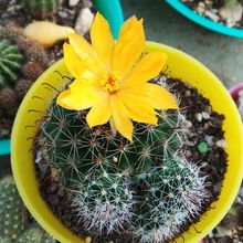 A photo of Mammillaria beneckei