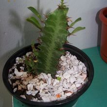 A photo of Euphorbia trigona