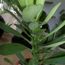 Una foto de Euphorbia nerifolia