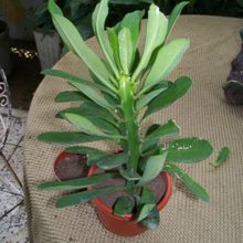 Una foto de Euphorbia nerifolia