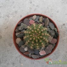 Una foto de Echinopsis schickendantzii
