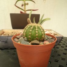 Una foto de Echinopsis schickendantzii