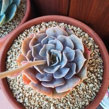 A photo of Echeveria lilacina