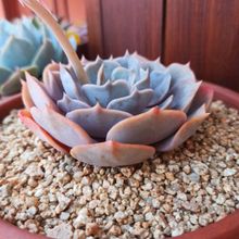 A photo of Echeveria lilacina