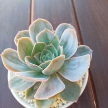 Photo of a cactus currently being identified