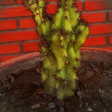 Una foto de Cereus peruvianus fma. monstruosa