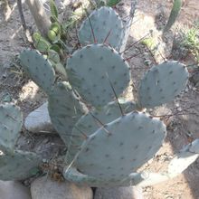 A photo of Opuntia macrocentra