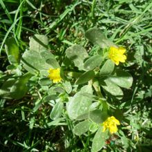 Una foto de Portulaca oleracea
