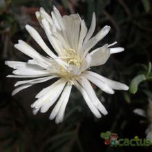 Una foto de Mesembryanthemum reptans