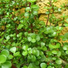 A photo of Portulacaria afra