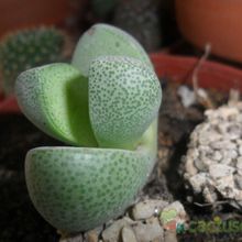 Una foto de Pleiospilos nelii