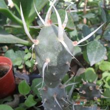 A photo of Tephrocactus articulatus fma. papyracanthus