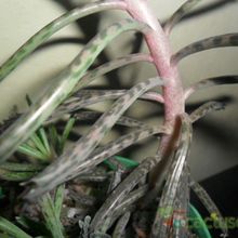 A photo of Bryophyllum delagoense