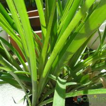 Una foto de Billbergia nutans