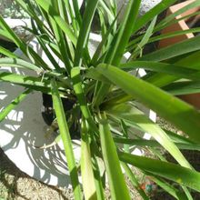 Una foto de Billbergia nutans