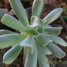 A photo of Echeveria runyonii cv. Topsy turvy 