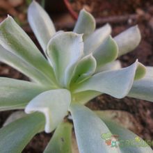 A photo of Echeveria runyonii cv. Topsy turvy 
