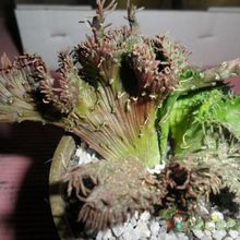 A photo of Euphorbia flanaganii fma. crestada