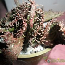 A photo of Euphorbia flanaganii fma. crestada