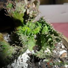 A photo of Euphorbia flanaganii fma. crestada