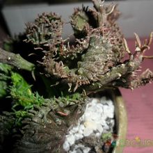 A photo of Euphorbia flanaganii fma. crestada