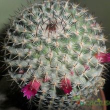 Una foto de Mammillaria haageana ssp. elegans