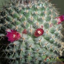 Una foto de Mammillaria haageana ssp. elegans