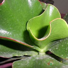 Una foto de Cotyledon macrantha
