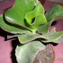 Una foto de Cotyledon macrantha
