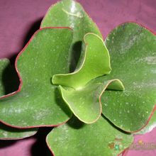 Una foto de Cotyledon macrantha